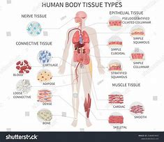 Image result for Human Tissue Acyt