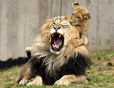 Image result for Lion and Fire