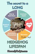 Image result for Hedgehog Living