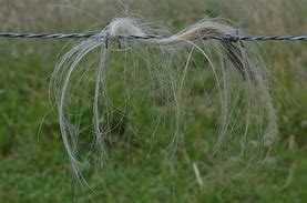 Image result for Clean Barbed Wire