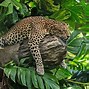 Image result for Java Leopard