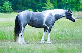 Image result for Blue Roan Paint