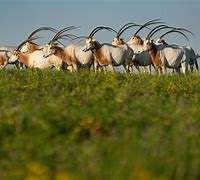 Image result for Scimitar-Horned Oryx Whipsnade