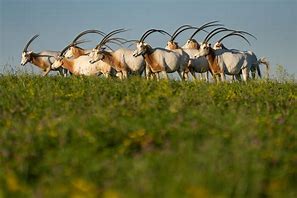 Image result for Wild Scimitar-Horned Oryx