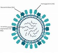 Image result for Influenza Virus Picture