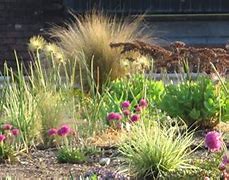 Image result for Green Roof Garden