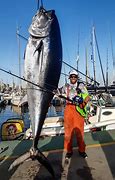 Image result for Bluefin Tuna Fin