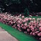 Image result for How to Plant Rose Bushes