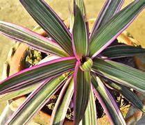 Image result for Wedding Spider-Plant