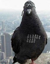 Image result for Xmas Post Pigeon