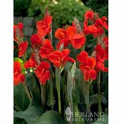 Image result for Dark Red Canna Lily