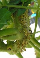 Image result for Tomato Roots Where It Attaches