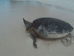 Image result for Seychelles Turtles