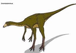 Image result for Dromiceiomimus