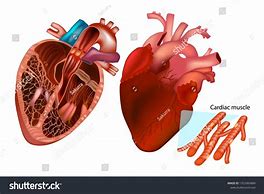 Image result for Cardiac Muscle Bundles