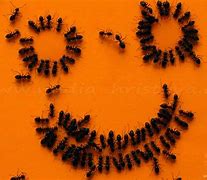 Image result for Crazy Ants