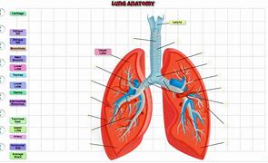 Image result for Lung Layers Anatomy