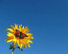 Image result for Sunflower Butterfly