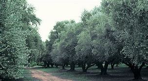 Image result for Olive Tree Marzilla