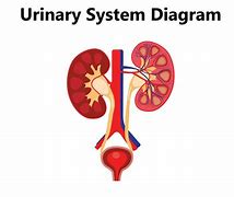 Image result for Excretory System Diagram Complex