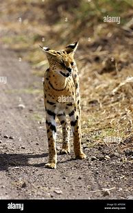 Image result for Serval Cat Africa