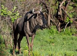 Image result for Bull Horns Wallpaper