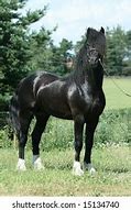 Image result for Black Welsh Cob