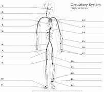 Image result for Arteries in Circulatory System