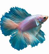 Image result for Purple Betta