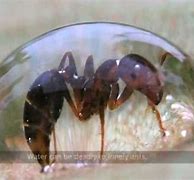 Image result for Amazing Ants