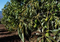 Image result for Top Working Avocado Tree