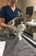 Image result for Frozen Cat