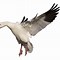 Image result for Snow Goose Decal