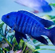 Image result for White Blue Fin Fish