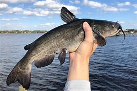 Image result for Atlantic Catfish