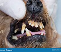 Image result for Dog Dental Tartar