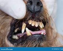 Image result for Tartar Buildup On Dog Teeth