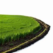 Image result for Rice Field Victor PNG