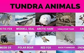 Image result for Tundra Fauna