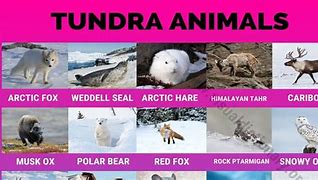 Image result for Tundra Forest Animals