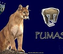 Image result for Pumas UNAM Players