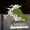 Image result for Bonsai at Night