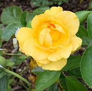 Image result for Bushes with Yellow Flowers Shrubs