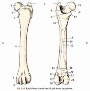 Image result for Femur Osteology