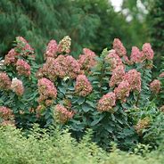 Image result for Hydrangea Pan Limelight Prime