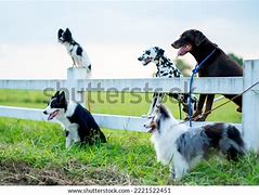 Image result for Tipos De Perros