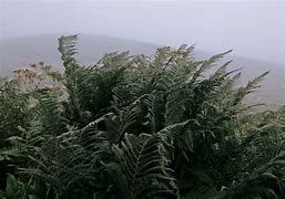 Image result for Lady Fern Up Close