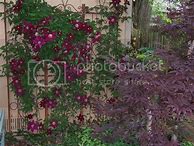 Image result for Flowering Vines for Shade Areas