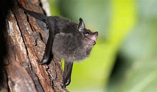 Image result for Baby Bat On Outside of Window