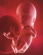 Image result for 15 Weeks Fetal